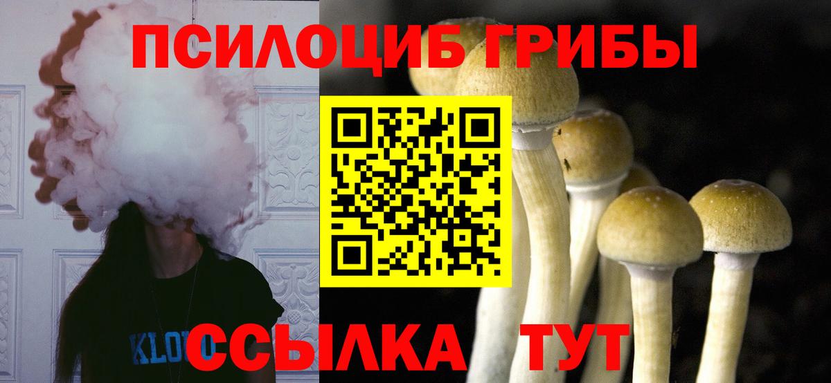 Псилоцибиновые грибы Psilocybe Алапаевск